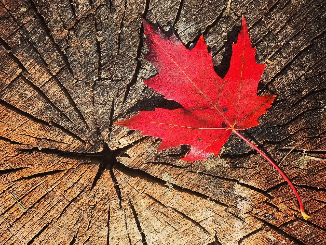 fall, leaf maple, canada-2809845.jpg